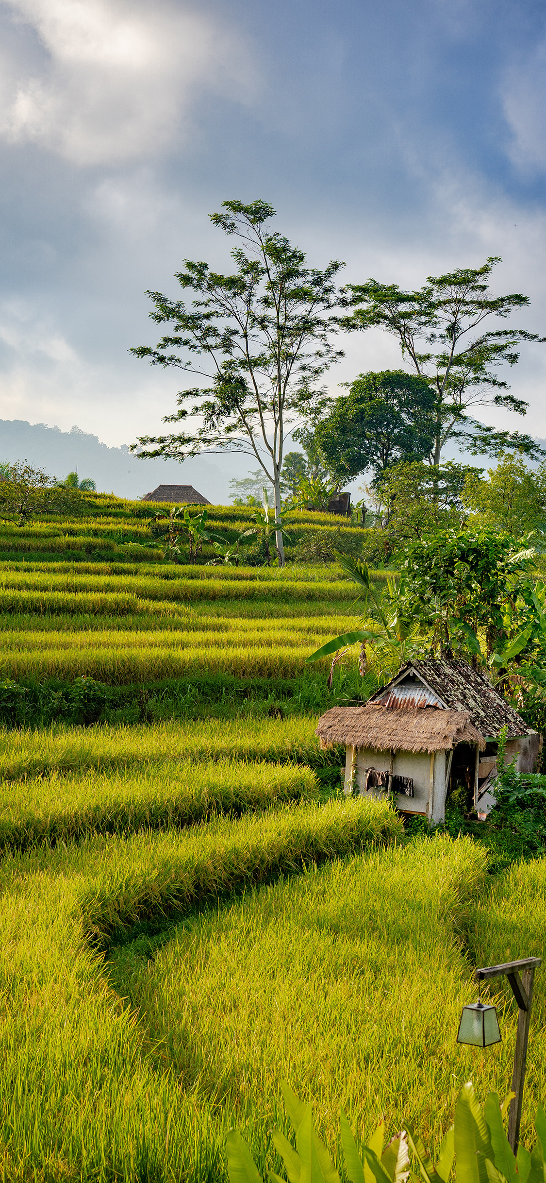 [2436×1125]郊外美景 稻田 绿意 清新 苹果手机壁纸图片