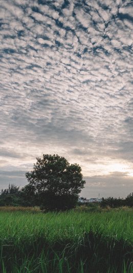 [2436x1125]郊外风景 草地 树木 蓝天 苹果手机壁纸图片