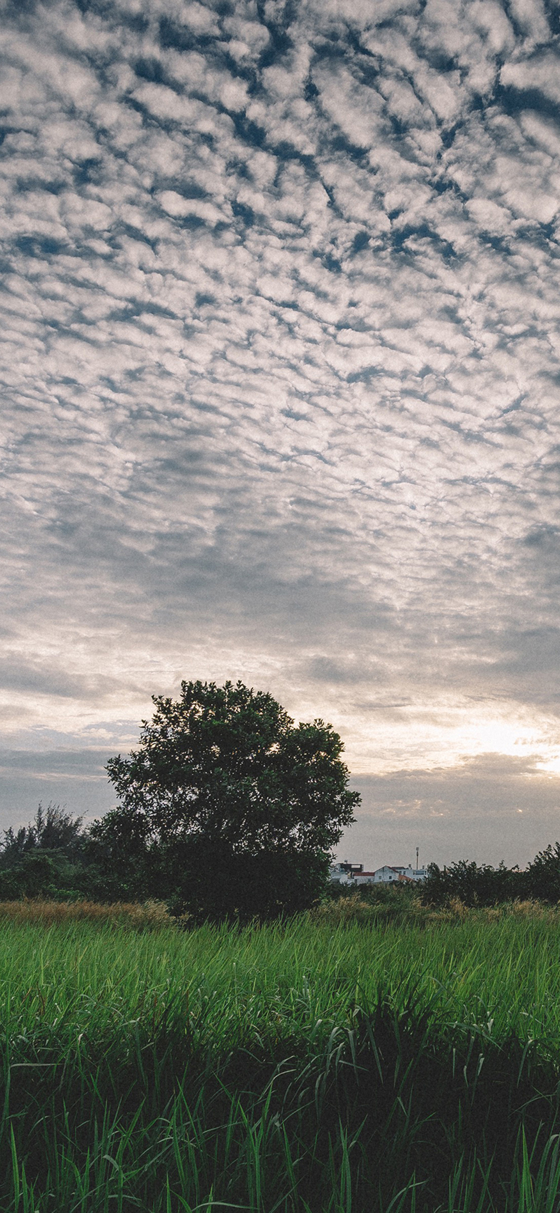 [2436×1125]郊外风景 草地 树木 蓝天 苹果手机壁纸图片