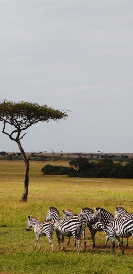[2436x1125]野外 斑马 斑马群 草原 苹果手机壁纸图片