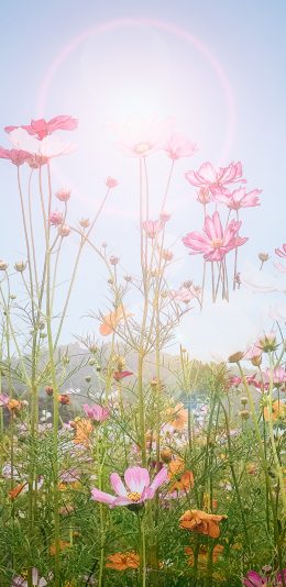 [2436x1125]野花 应该 唯美 天空 苹果手机壁纸图片