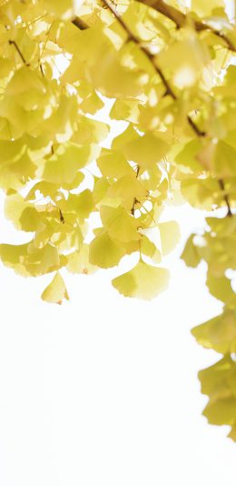 [2436x1125]银杏 树木 树叶 秋季 苹果手机壁纸图片