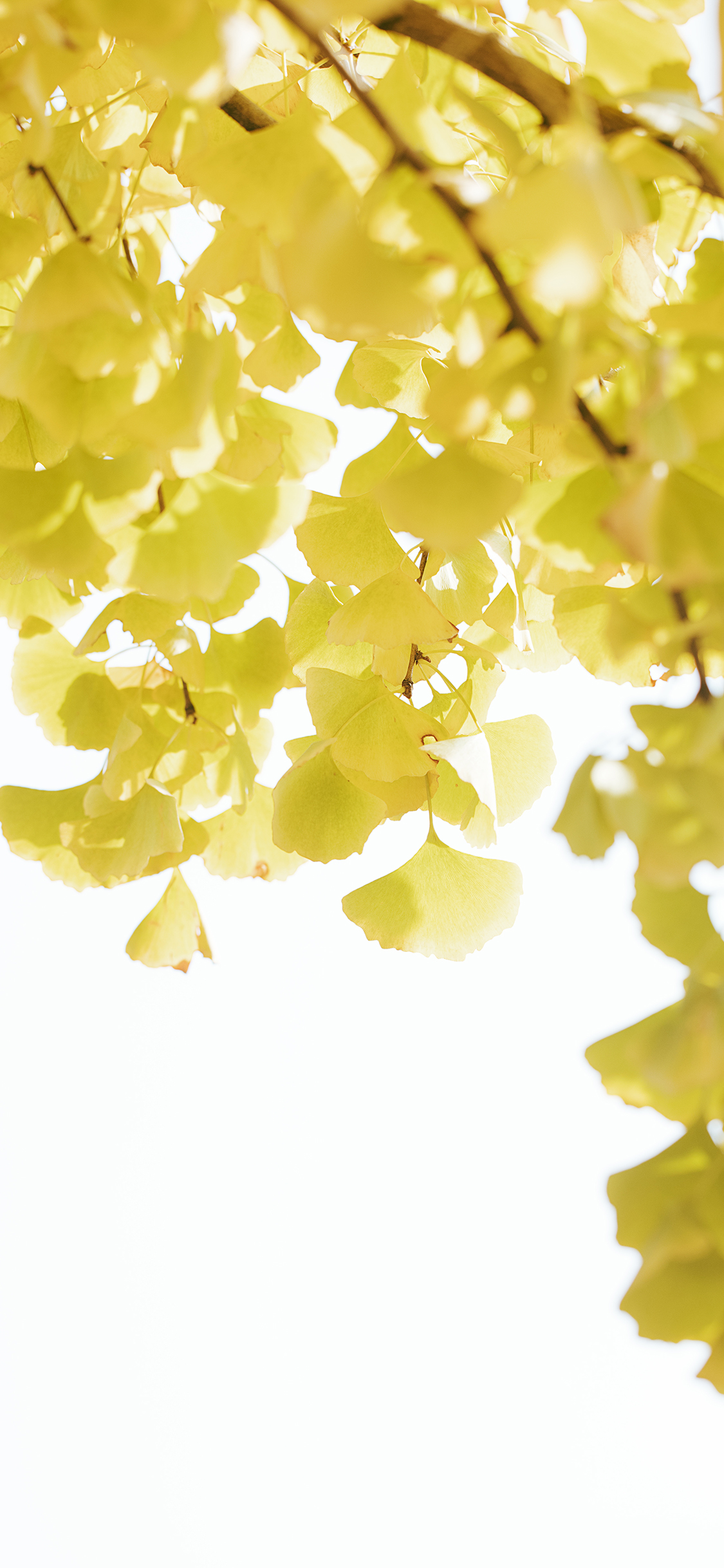 [2436×1125]银杏 树木 树叶 秋季 苹果手机壁纸图片