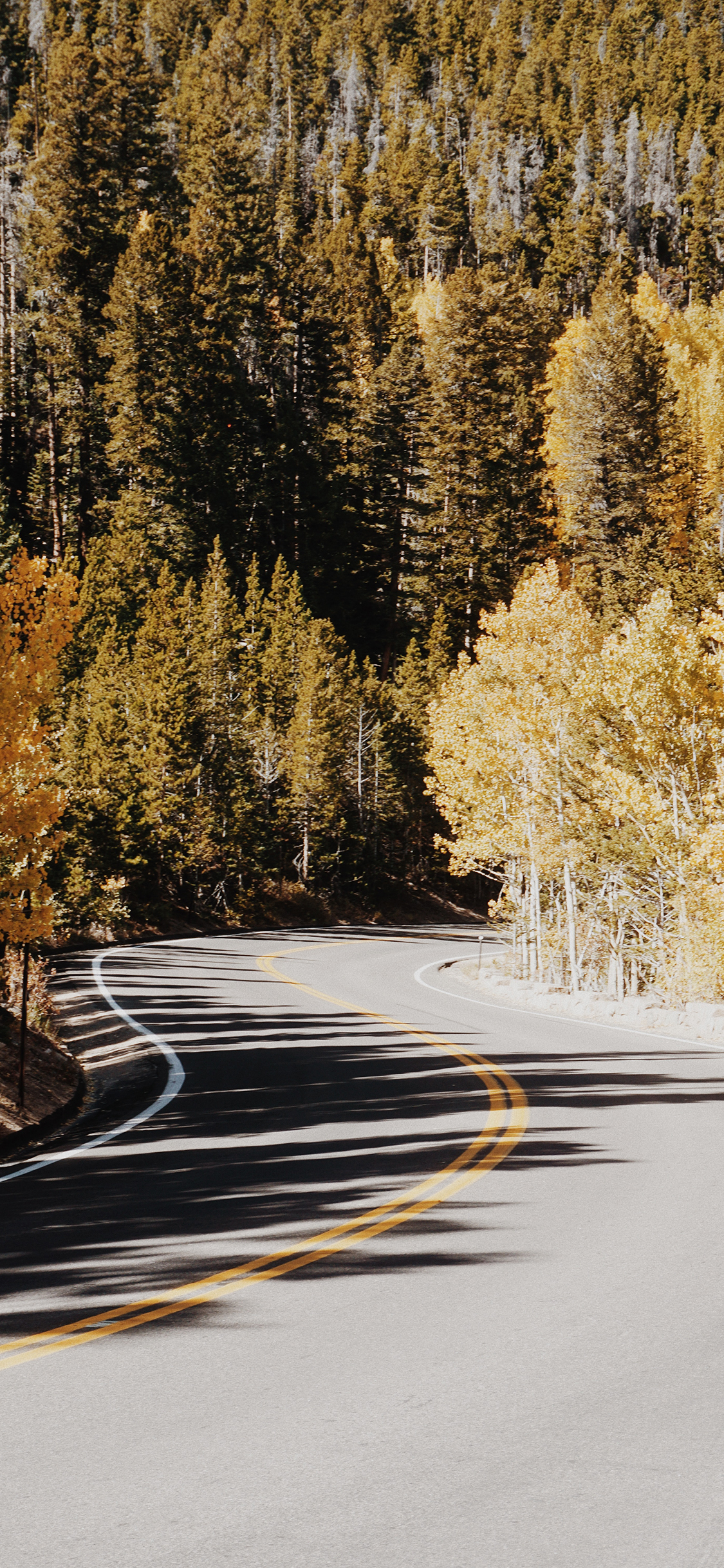 [2436×1125]错车道 树木 树林 弯道 苹果手机壁纸图片