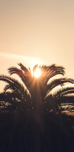 [2436x1125]阳光 夕阳 树冠 棕榈树 铁树 苹果手机壁纸图片