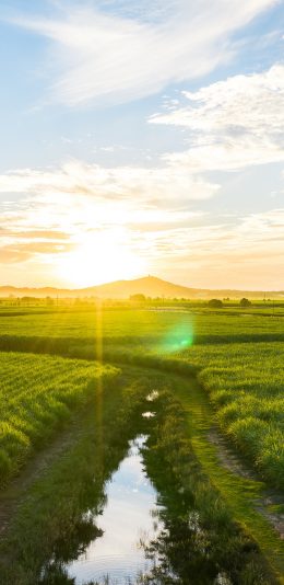 [2436x1125]阳光 田野 种植 农田 苹果手机壁纸图片