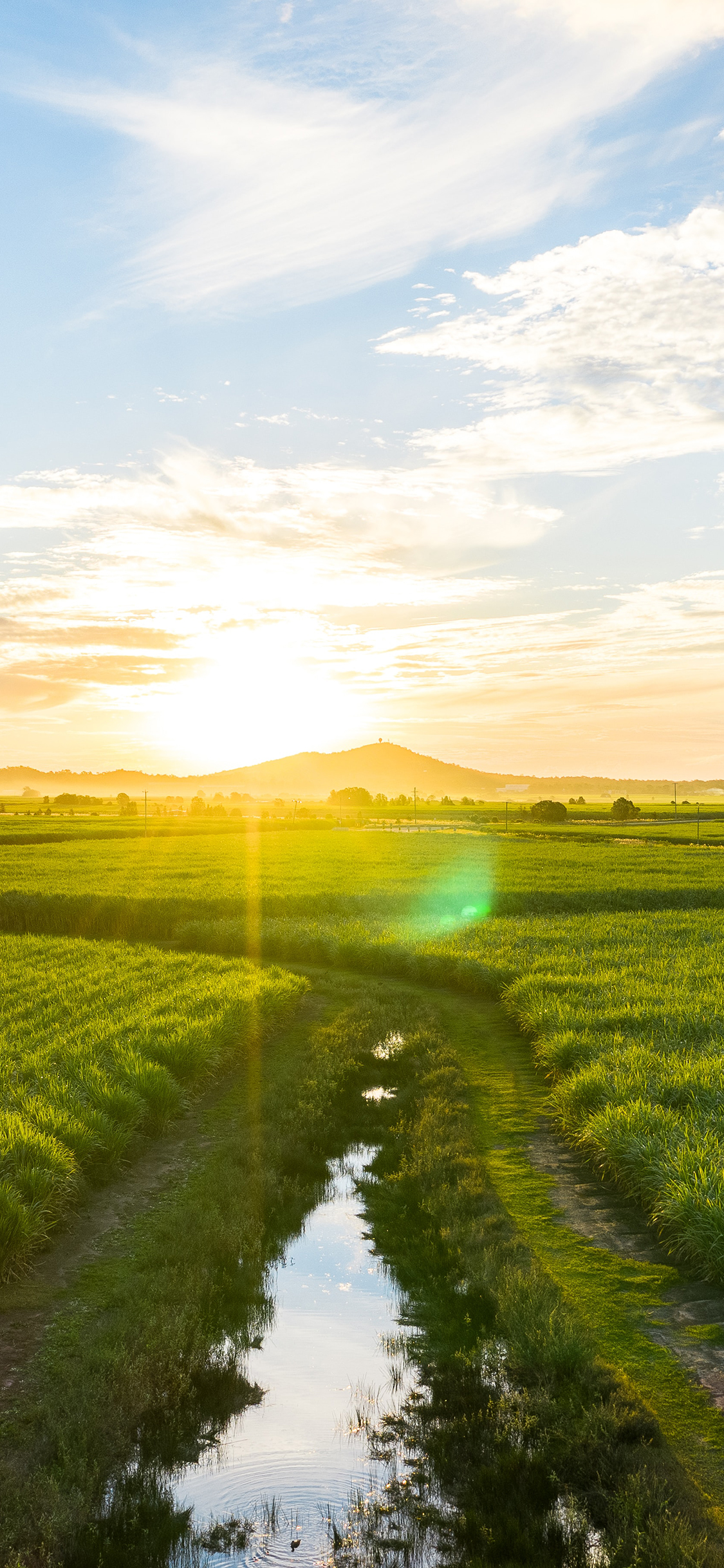 [2436×1125]阳光 田野 种植 农田 苹果手机壁纸图片
