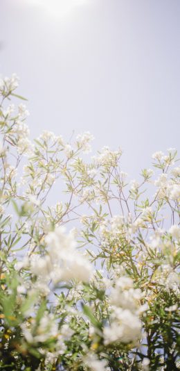 [2436x1125]阳光 花季 盛开 鲜花 枝叶 蓝天 苹果手机壁纸图片