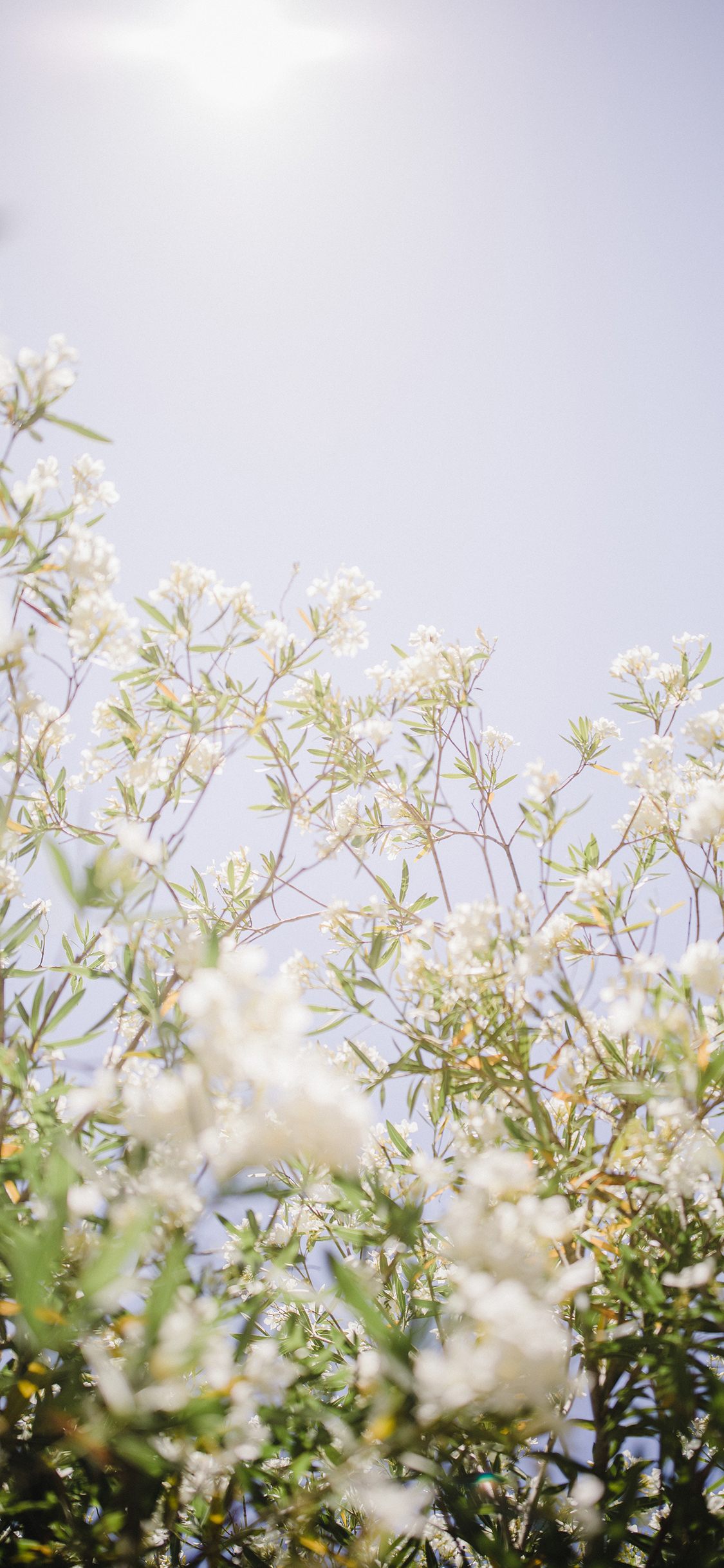[2436×1125]阳光 花季 盛开 鲜花 枝叶 蓝天 苹果手机壁纸图片
