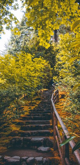 [2436x1125]阶梯 爬山 树林 郁郁葱葱 苹果手机壁纸图片