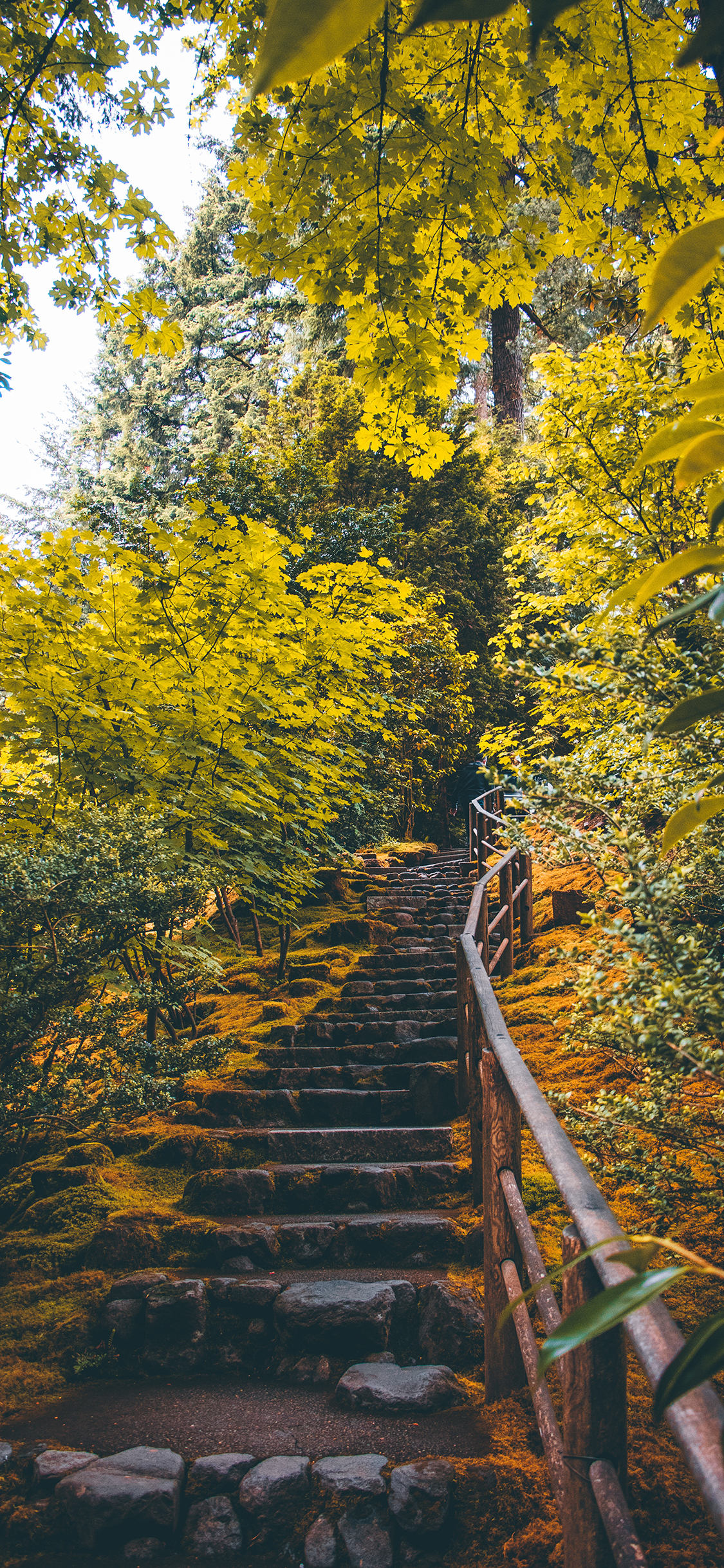 [2436×1125]阶梯 爬山 树林 郁郁葱葱 苹果手机壁纸图片
