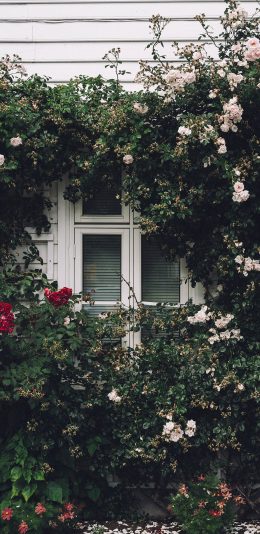 [2436x1125]院子 花园 鲜花 窗户 苹果手机壁纸图片