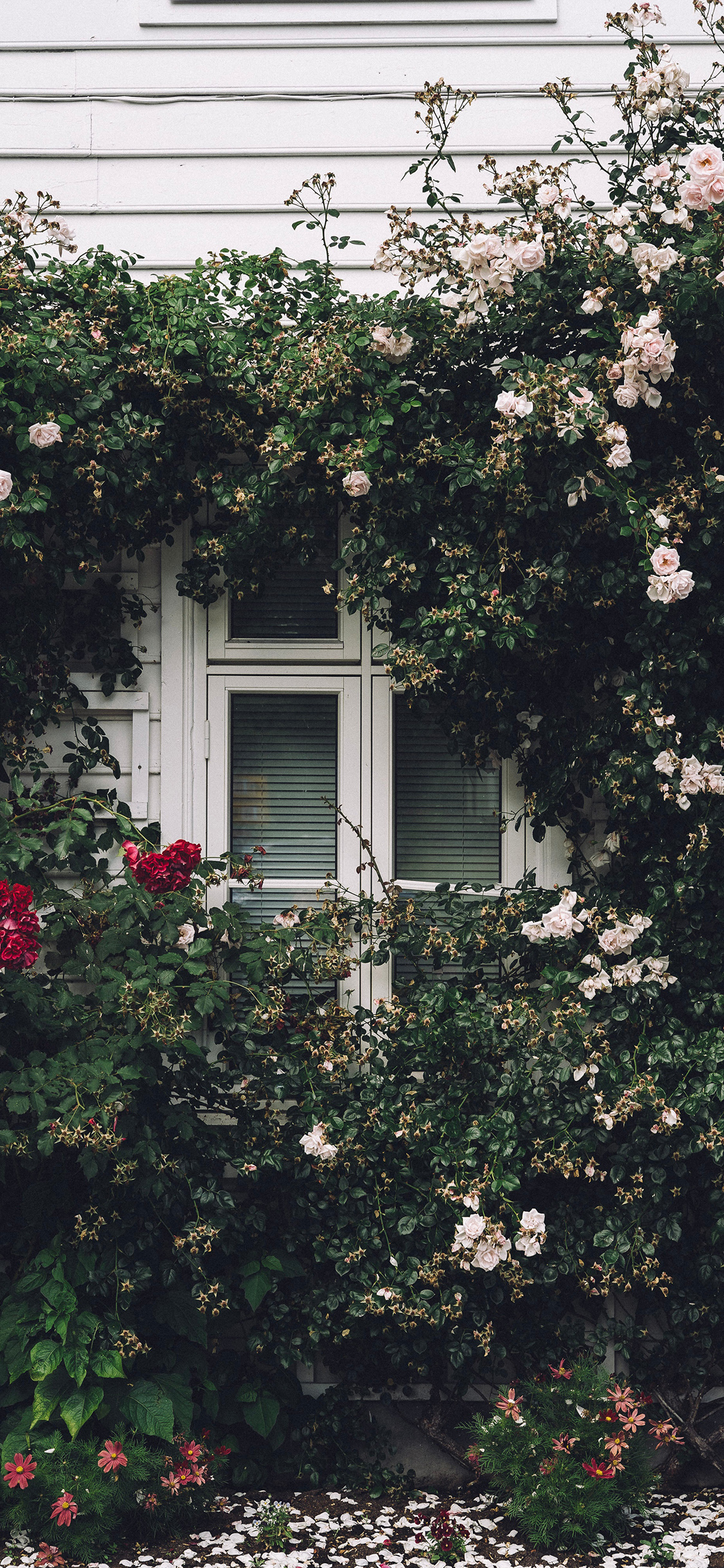 [2436×1125]院子 花园 鲜花 窗户 苹果手机壁纸图片