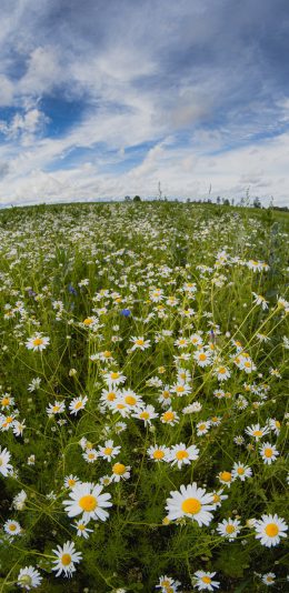 [2436x1125]雏菊 鲜花 盛开 花季 花圃 苹果手机壁纸图片