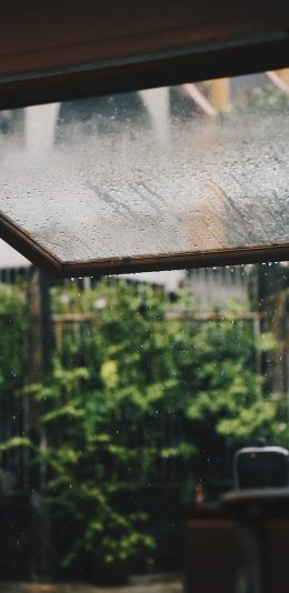 [2436x1125]雨水 窗户 种植 栽培 水滴 苹果手机壁纸图片