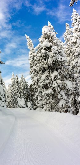 [2436x1125]雪地 冬季 大雪 雪松 苹果手机壁纸图片