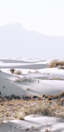 [2436x1125]雪地 冬季 寒冷 荒凉 干枯 苹果手机壁纸图片