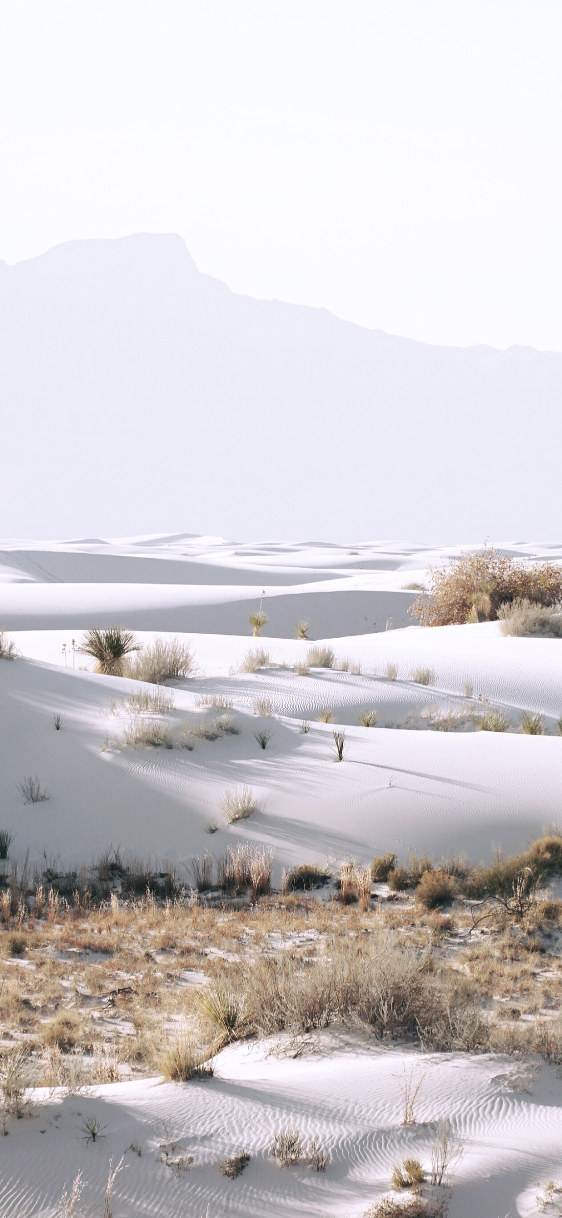 [2436×1125]雪地 冬季 寒冷 荒凉 干枯 苹果手机壁纸图片