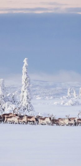 [2436x1125]雪地 冬季 鹿群 白雪覆盖 苹果手机壁纸图片