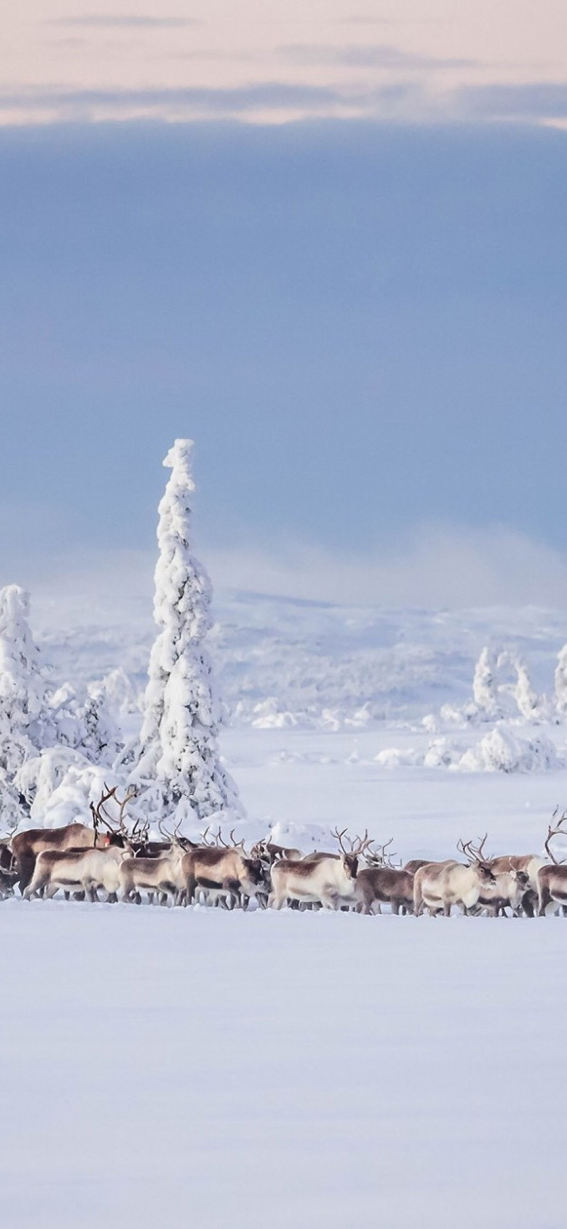 [2436×1125]雪地 冬季 鹿群 白雪覆盖 苹果手机壁纸图片