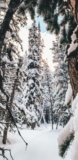 [2436x1125]雪地 林木 白雪 覆盖 苹果手机壁纸图片