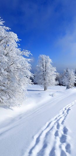 [2436x1125]雪地 树干 白雪皑皑 脚印 苹果手机壁纸图片
