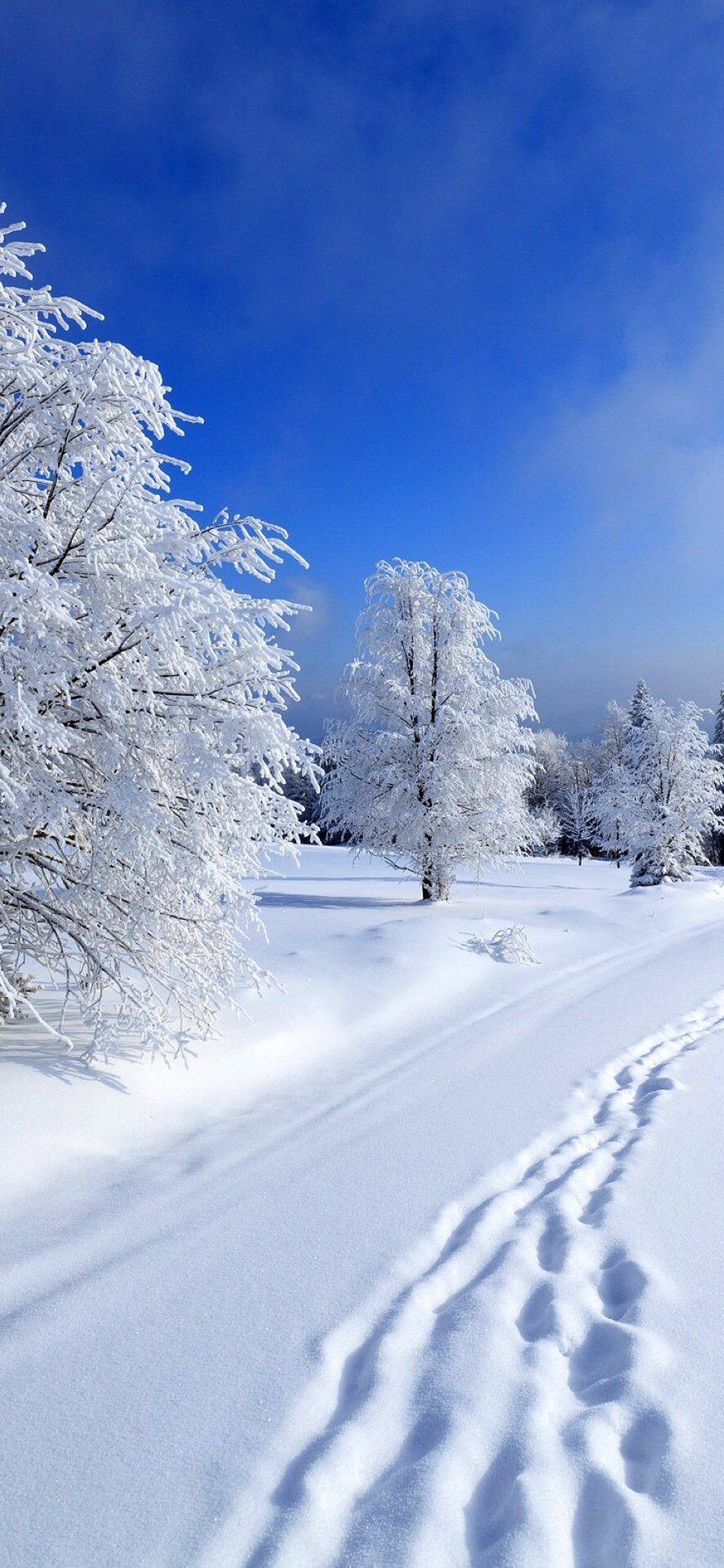 [2436×1125]雪地 树干 白雪皑皑 脚印 苹果手机壁纸图片