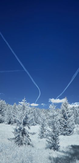 [2436x1125]雪地 树木 白雪覆盖 雪白 苹果手机壁纸图片