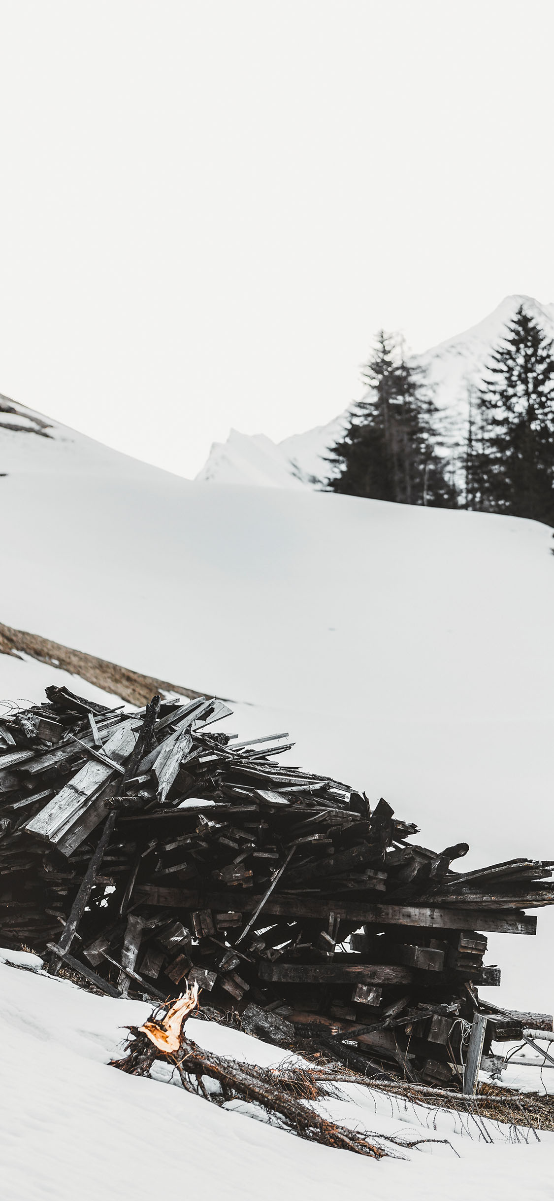 [2436×1125]雪地 白雪覆盖 树木 柴火 苹果手机壁纸图片