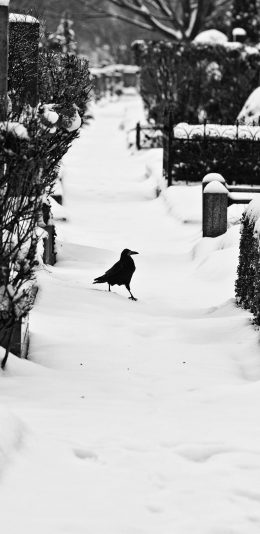 [2436x1125]雪地 覆盖 街道 乌鸦 飞鸟 苹果手机壁纸图片