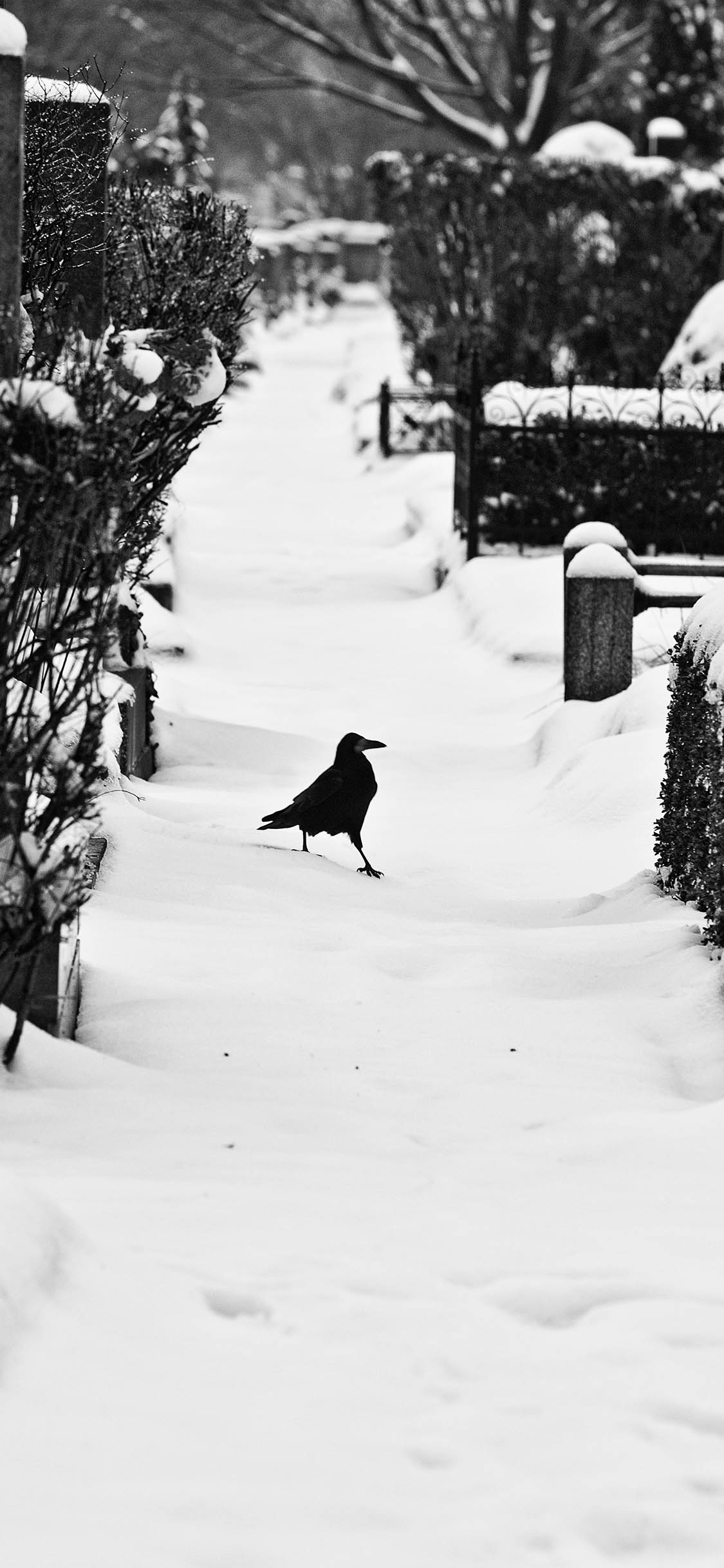 [2436×1125]雪地 覆盖 街道 乌鸦 飞鸟 苹果手机壁纸图片