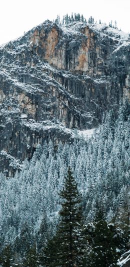 [2436x1125]雪季 峭壁 高山 雪松 苹果手机壁纸图片