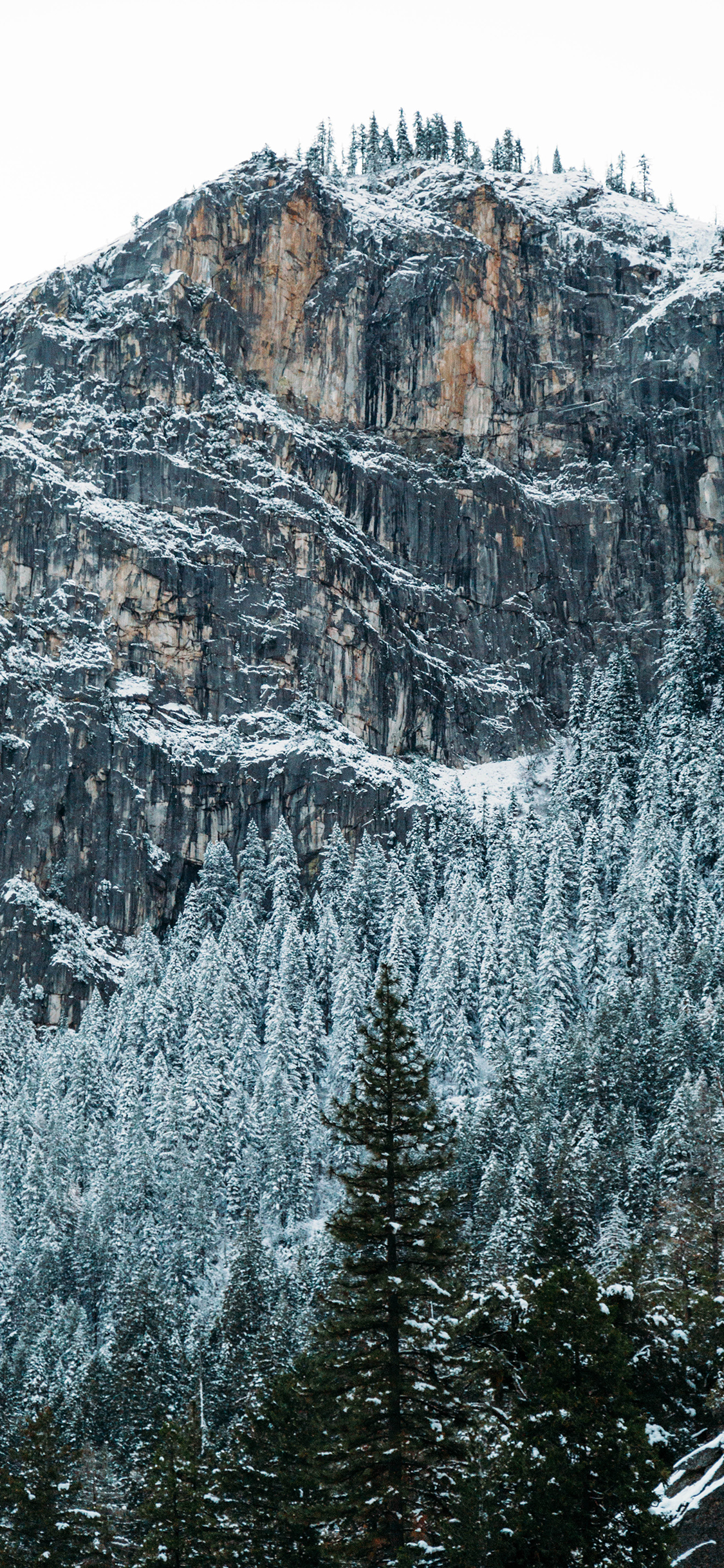 [2436×1125]雪季 峭壁 高山 雪松 苹果手机壁纸图片