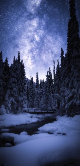 [2436x1125]雪季 星空 雪景 树木 苹果手机壁纸图片