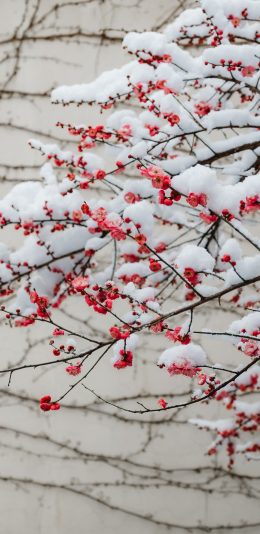 [2436x1125]雪季 梅花 枝头 红梅 苹果手机壁纸图片