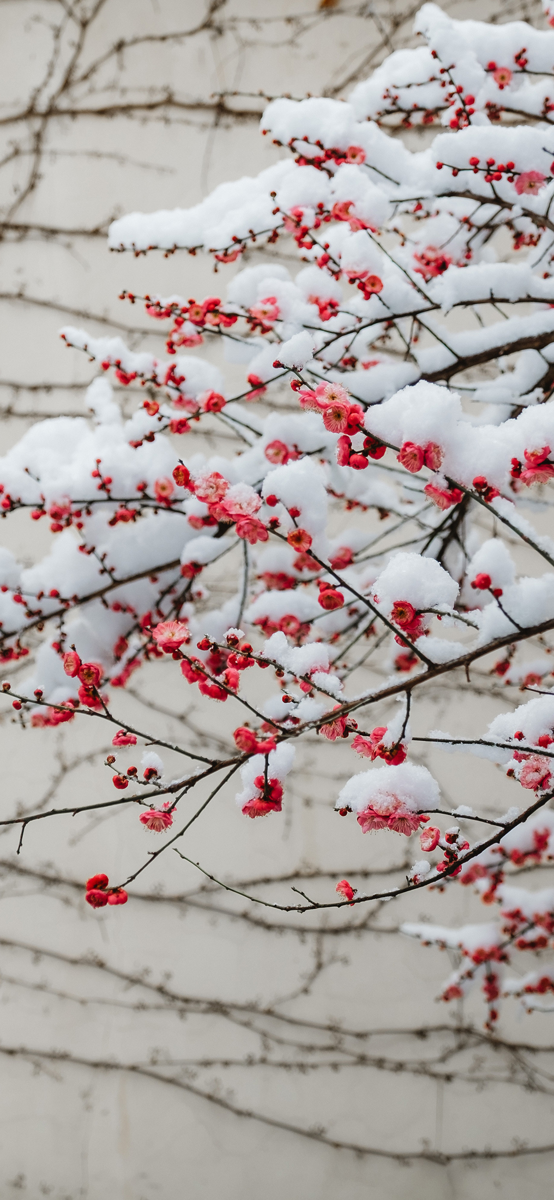 [2436×1125]雪季 梅花 枝头 红梅 苹果手机壁纸图片