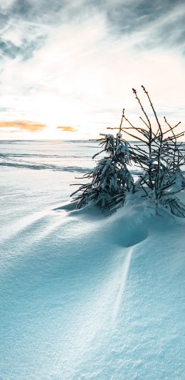 [2436x1125]雪季 雪地 树木 天空 唯美 苹果手机壁纸图片