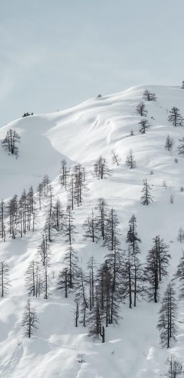 [2436x1125]雪山 树木 积雪 白色 苹果手机壁纸图片
