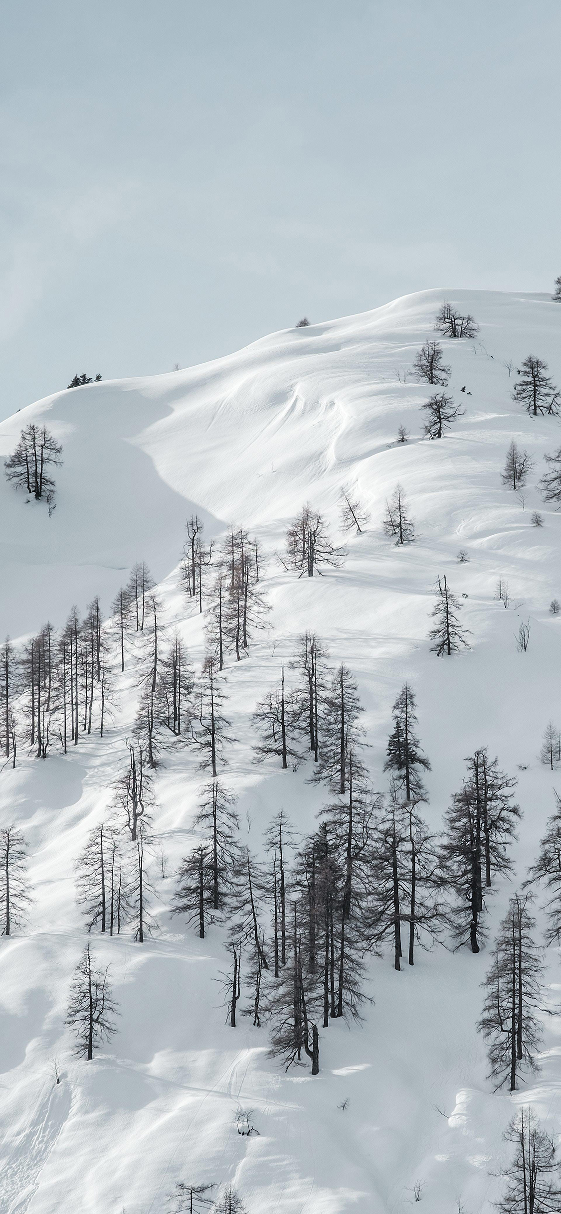 [2436×1125]雪山 树木 积雪 白色 苹果手机壁纸图片