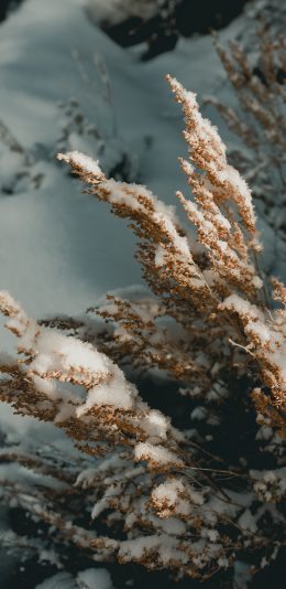 [2436x1125]雪花 霜花 枯草 雪季 苹果手机壁纸图片