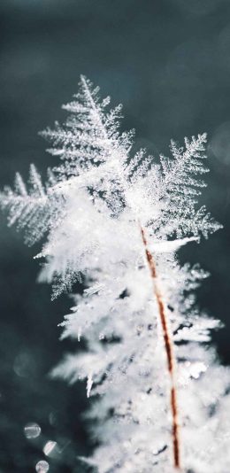 [2436x1125]雾凇 冰晶 雪花 树枝 苹果手机壁纸图片