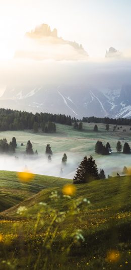 [2436x1125]雾气 草地 野花 郊外 广阔