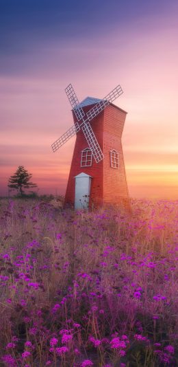 [2436x1125]风车 花田 唯美 花圃 景点 苹果手机壁纸图片