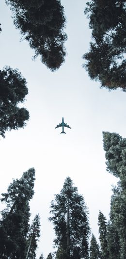[2436x1125]飞机 飞行 航空 树木 仰视 苹果手机壁纸图片