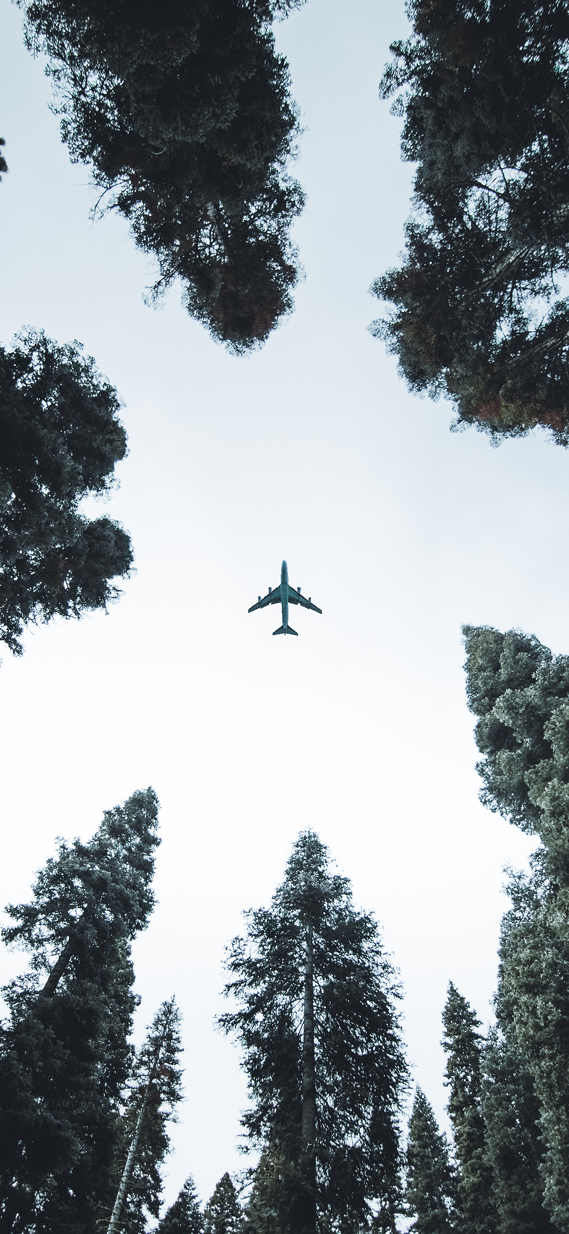 [2436×1125]飞机 飞行 航空 树木 仰视 苹果手机壁纸图片