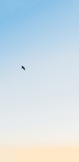 [2436x1125]飞鸟 天空 翅膀 飞行 翱翔 苹果手机壁纸图片