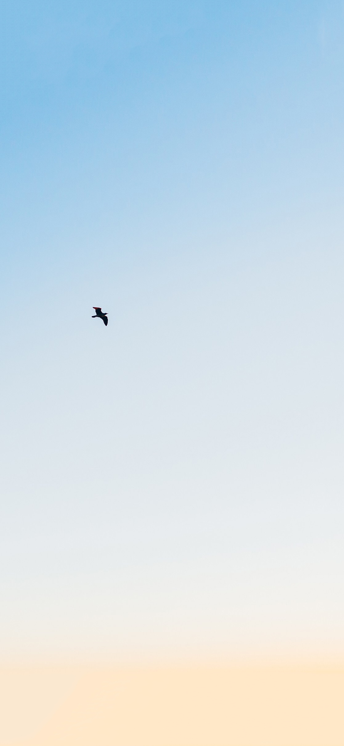 [2436×1125]飞鸟 天空 翅膀 飞行 翱翔 苹果手机壁纸图片