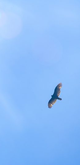 [2436x1125]飞鸟 天空 蔚蓝 蓝天 苹果手机壁纸图片