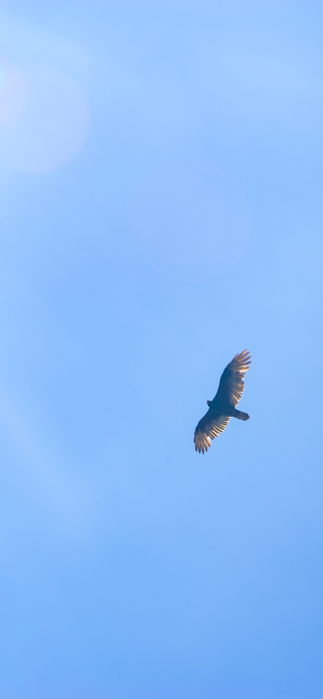 [2436×1125]飞鸟 天空 蔚蓝 蓝天 苹果手机壁纸图片