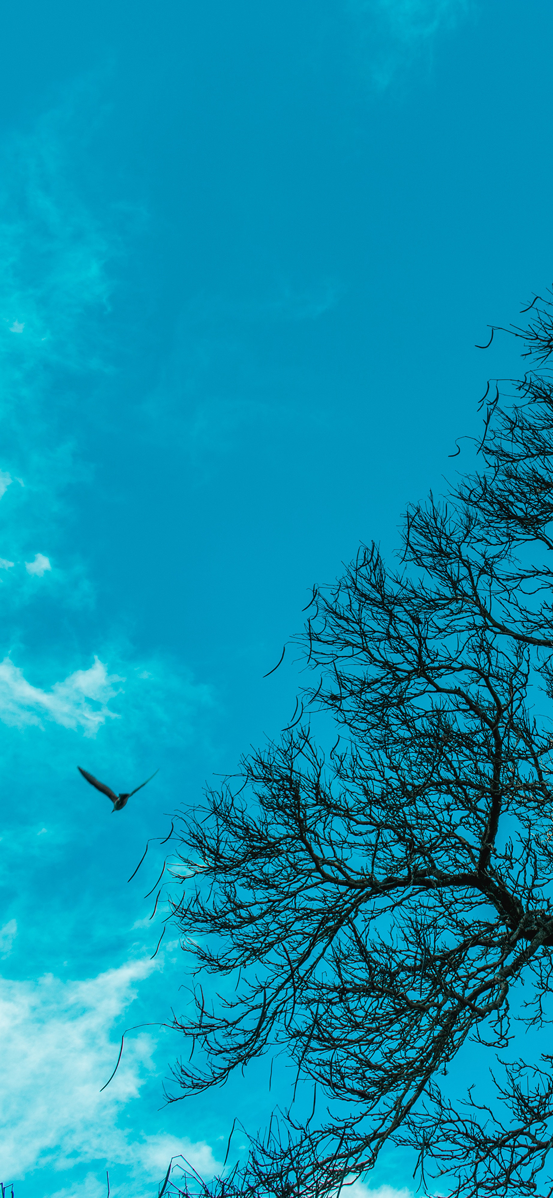 [2436×1125]飞鸟 树冠 落叶 枝干 蓝天 苹果手机壁纸图片